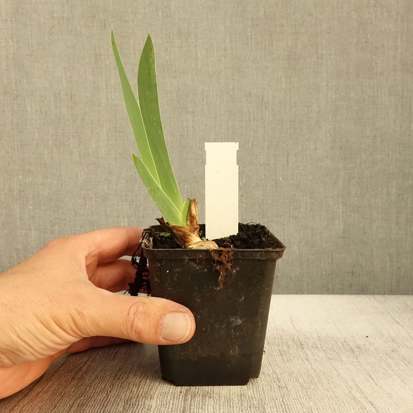 Ejemplar de Iris germanica Sovereign Crown Maceta de 8/9 cm entregado en otoño