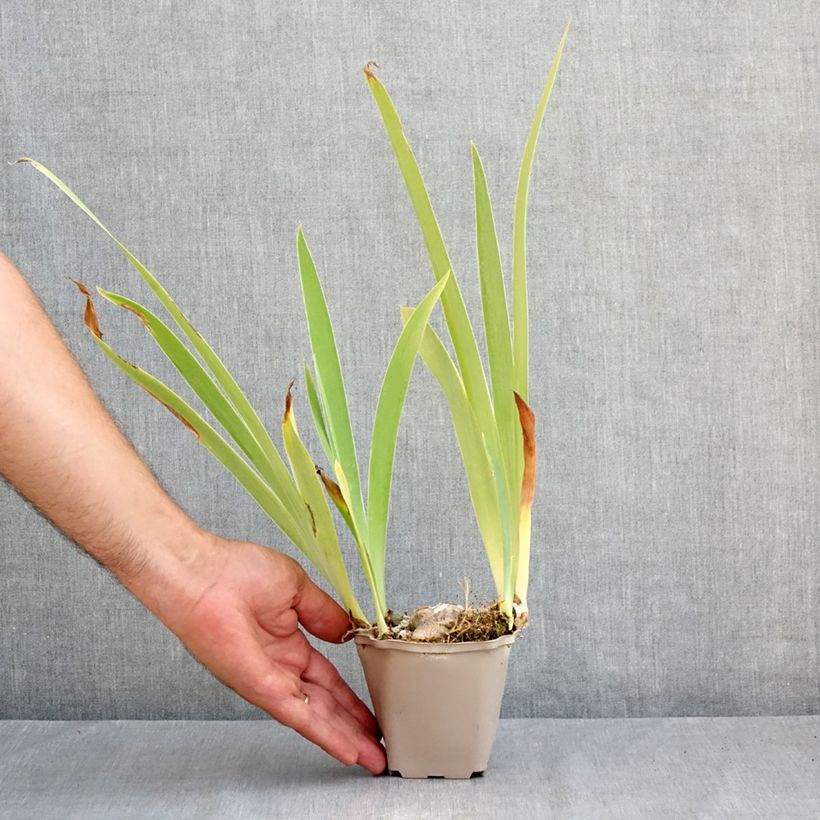 Ejemplar de Iris germanica Sur la plage Maceta de 8/9 cm entregado en verano