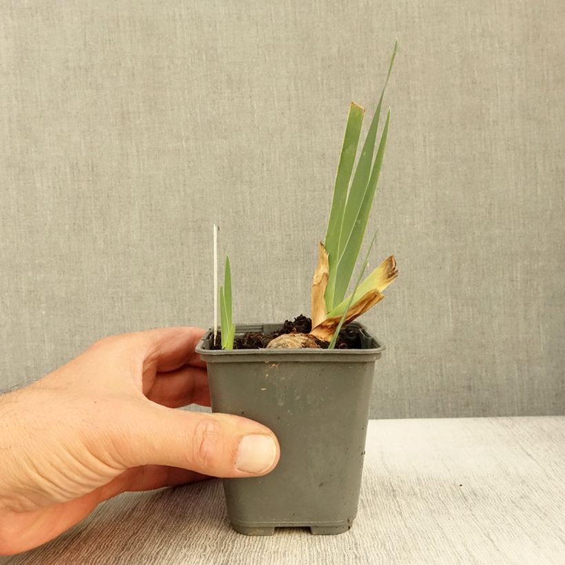 Ejemplar de Iris germanica Sur la plage Maceta de 8/9 cm entregado en otoño