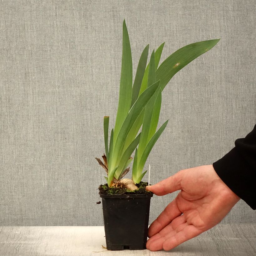Iris germanica Tabac Blond - Iris des Jardins - Rhizome ou godet Ejemplar entregado en la primavera