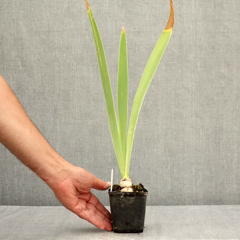 Ejemplar de Iris germanica Tel Arlequin Maceta de 8/9 cm entregado en verano