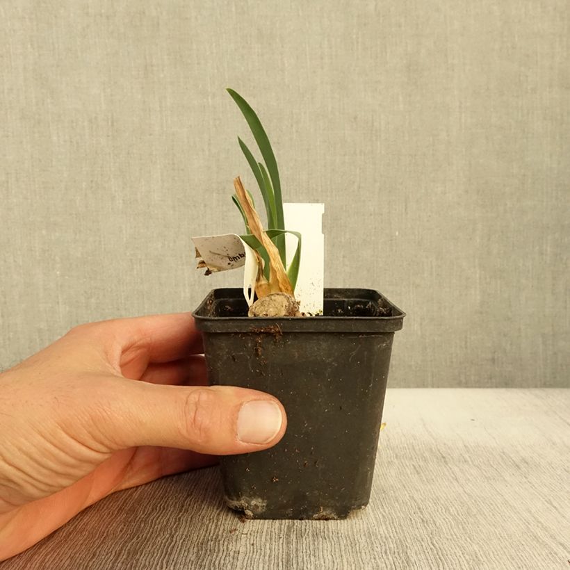 Ejemplar de Iris germanica Tel Arlequin Maceta de 8/9 cm entregado en otoño