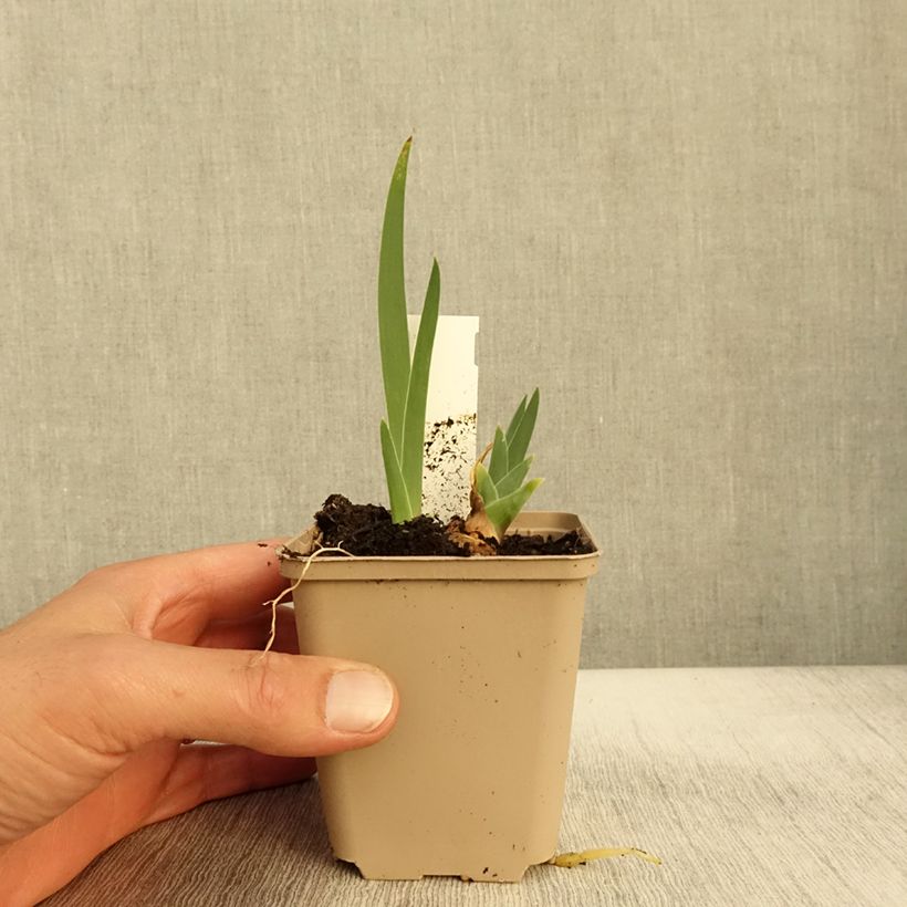 Ejemplar de Iris germanica Thornbird Maceta de 8/9 cm entregado en otoño