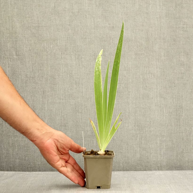 Ejemplar de Iris germanica Tiger Honey Maceta de 8/9 cm entregado en verano