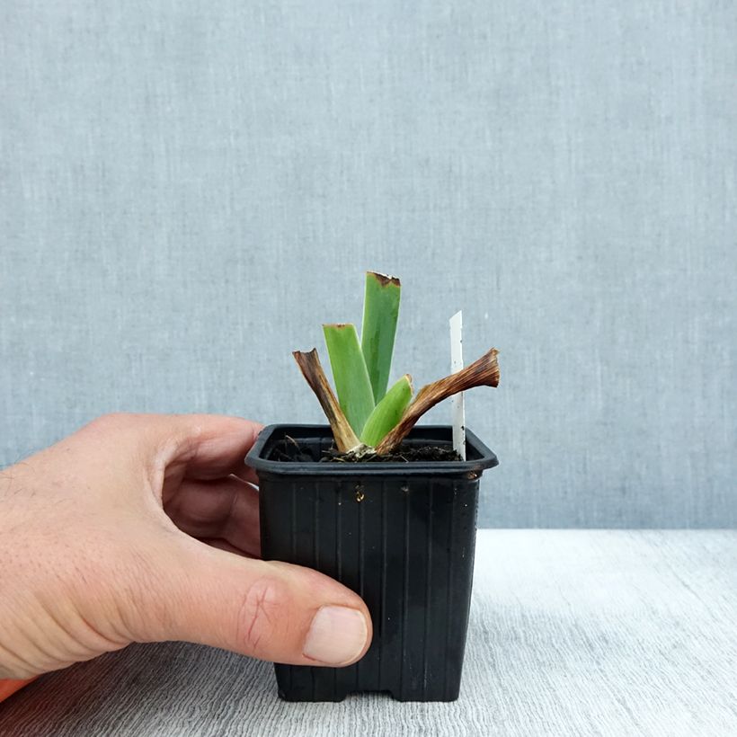 Ejemplar de Iris germanica Tuxedo Maceta de 8/9 cm entregado en otoño