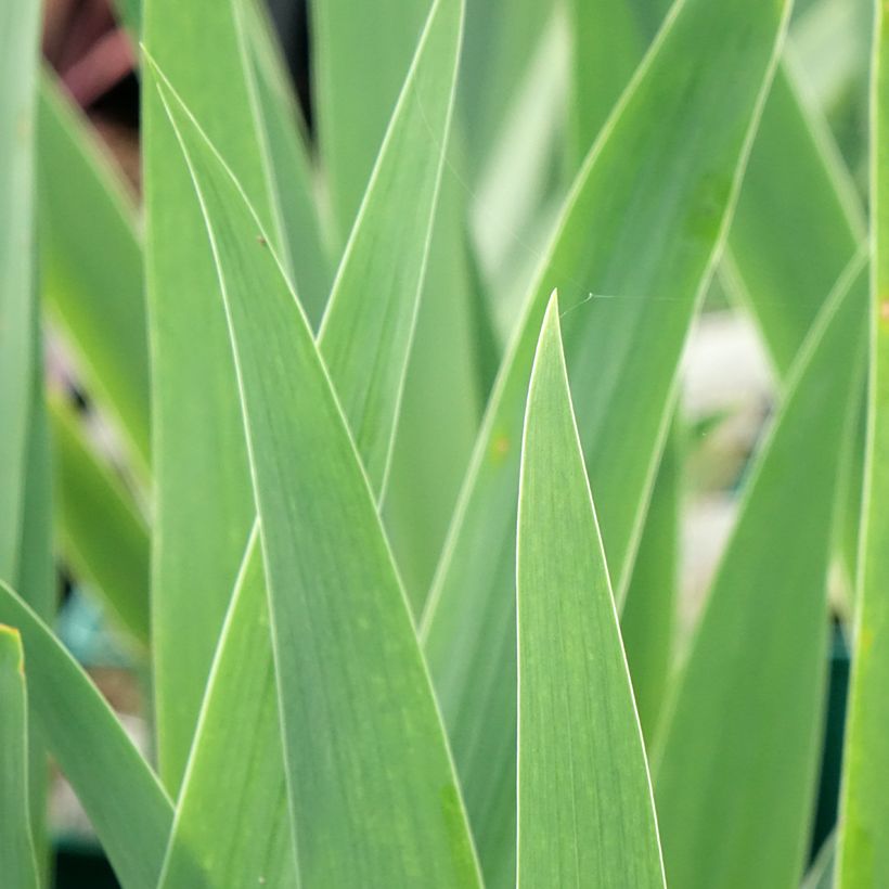 Iris germanica Tuxedo (Follaje)