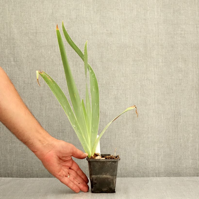 Ejemplar de Iris germanica Urluberlu Maceta de 8/9 cm entregado en verano