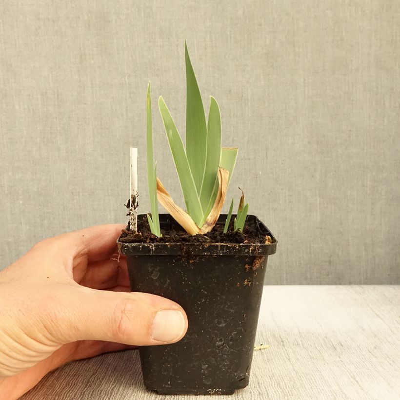 Ejemplar de Iris germanica Urluberlu Maceta de 8/9 cm entregado en otoño
