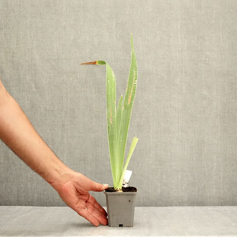 Ejemplar de Iris germanica Virgule Maceta de 8/9 cm entregado en verano
