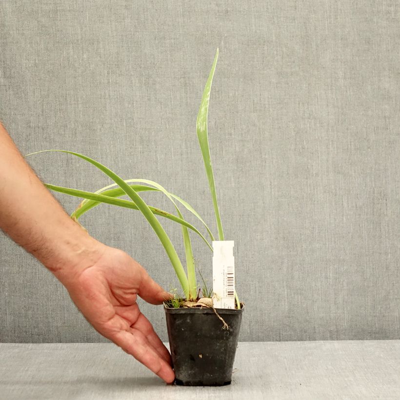Ejemplar de Iris germanica Waterline Maceta de 8/9 cm entregado en verano