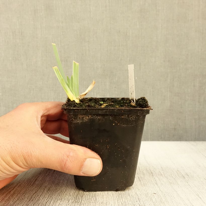 Ejemplar de Iris germanica Young Blood Maceta de 8/9 cm entregado en otoño