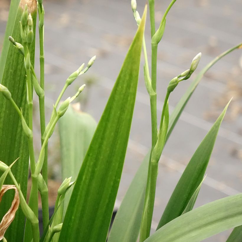 Iris japonica - Lirio japonés (Follaje)