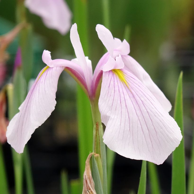 Iris laevigata Rose Queen - Iris de oreja de conejo (Floración)