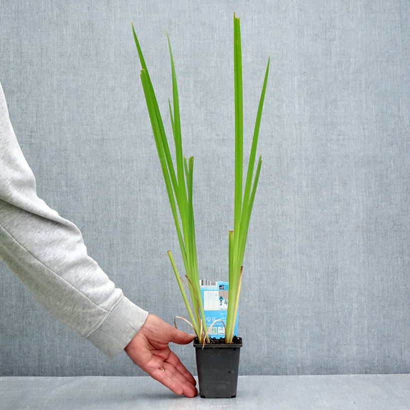 Ejemplar de Iris laevigata Rose Queen - Iris de oreja de conejo Maceta de 8/9 cm entregado en verano