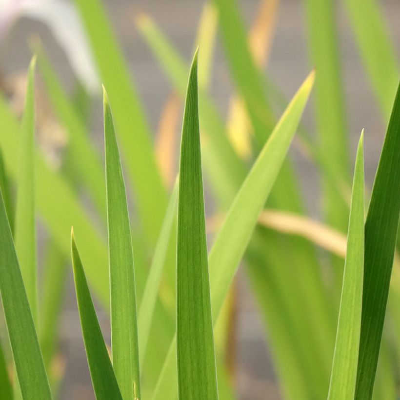 Iris laevigata Snowdrift - Iris de oreja de conejo (Follaje)