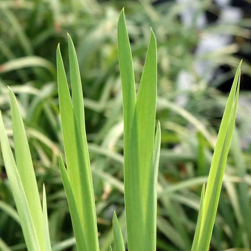 Iris laevigata Snowdrift - Iris de oreja de conejo (Follaje)