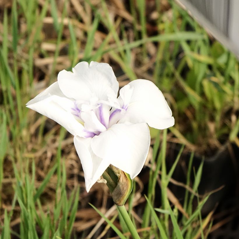 Iris laevigata Snowdrift - Iris de oreja de conejo (Floración)