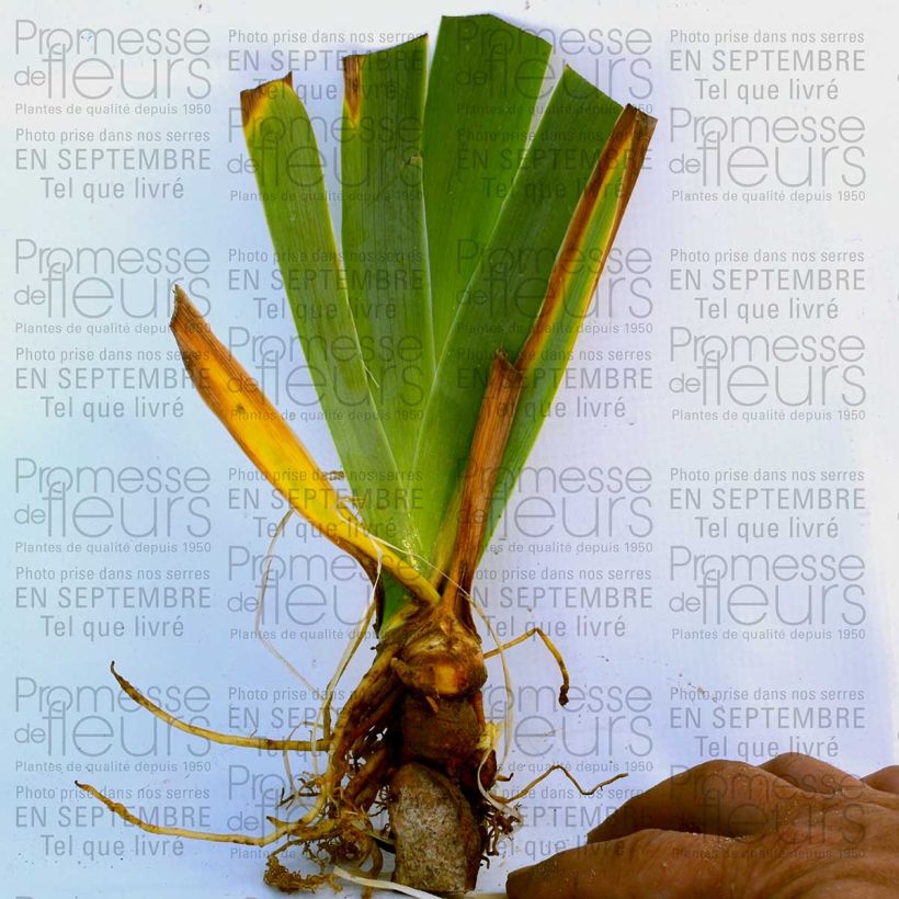 Ejemplo de ejemplar de Iris germanica Orange Embers Rizoma, calibre 10/15, calidad extra tal y como se entrega