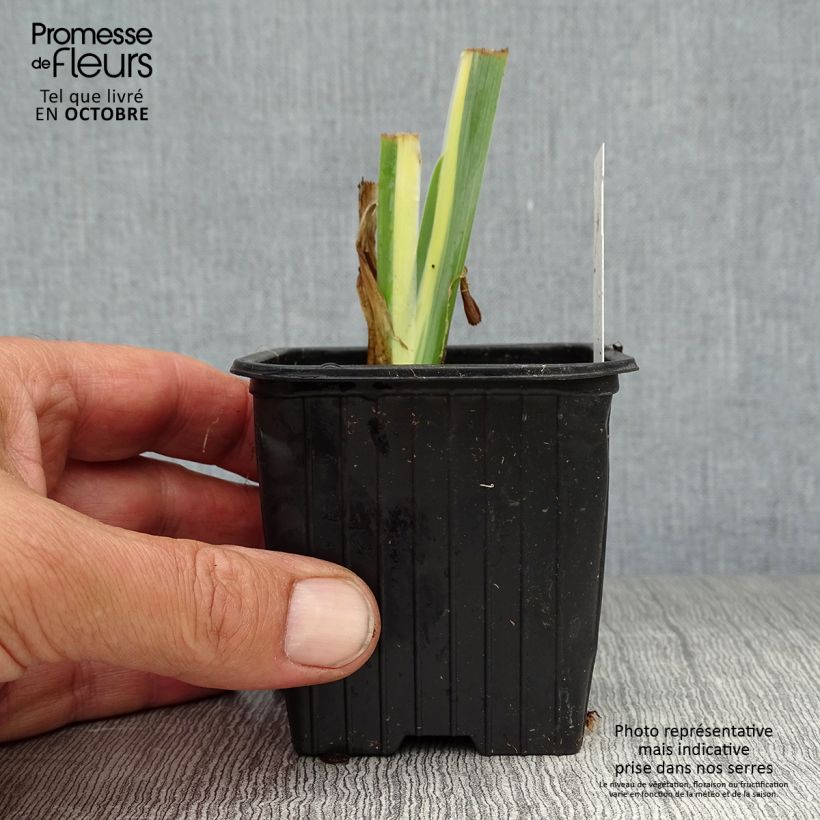 Ejemplar de Iris pallida Variegata Maceta de 8/9 cm entregado en otoño