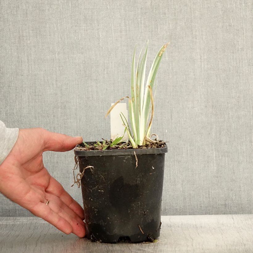 Ejemplar de Iris pallida Variegata Maceta 1,5L/2L entregado en otoño