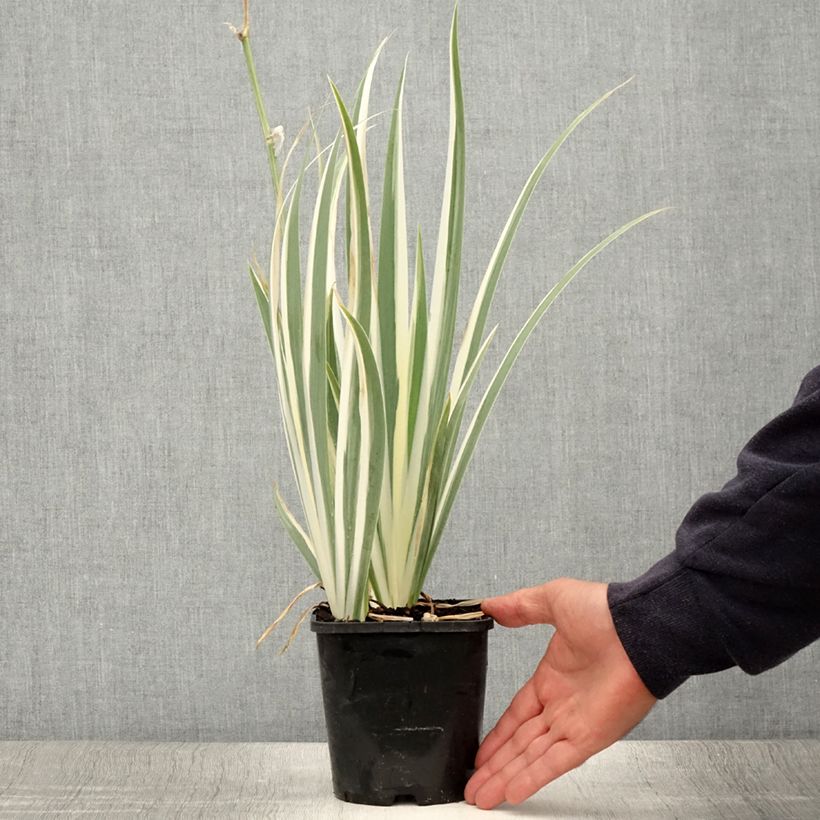 Ejemplar de Iris pallida Variegata - Iris pâle panaché de jaune. - Pot de 1,5L/2L entregado en verano