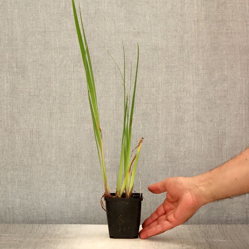 Ejemplar de Iris pseudacorus Creme de la Creme - Lirio amarillo Maceta de 8/9 cm entregado en verano