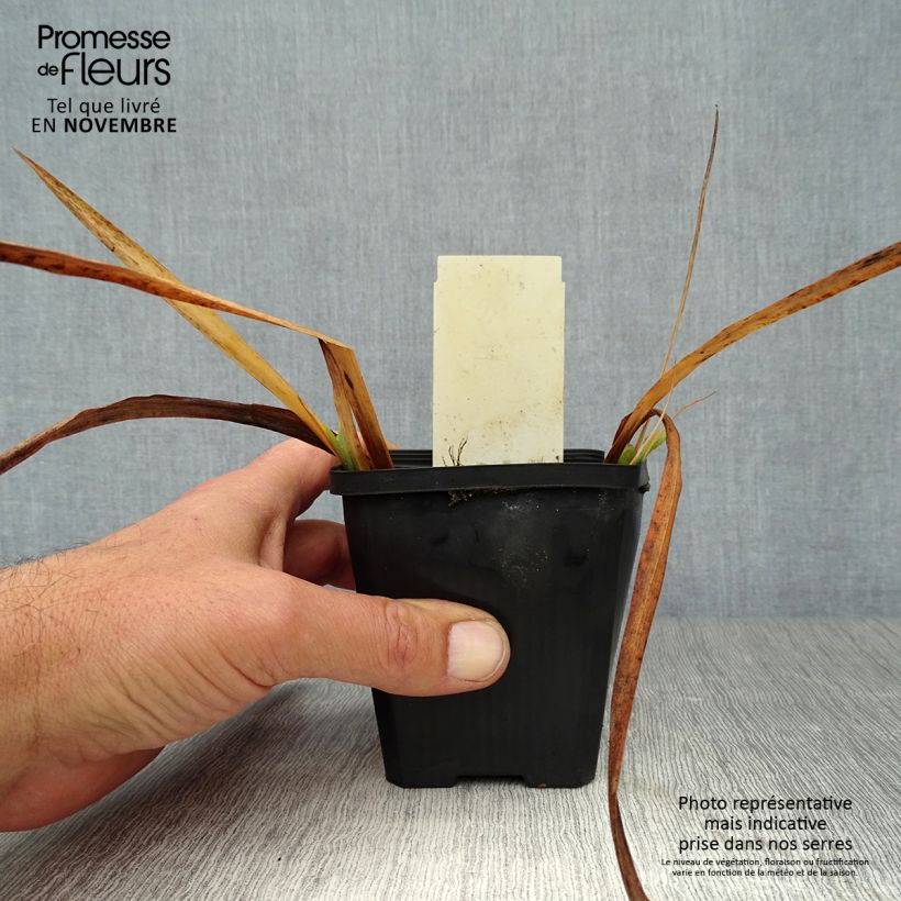 Ejemplar de Iris pseudacorus Plena - Lirio amarillo Maceta de 8/9 cm entregado en otoño