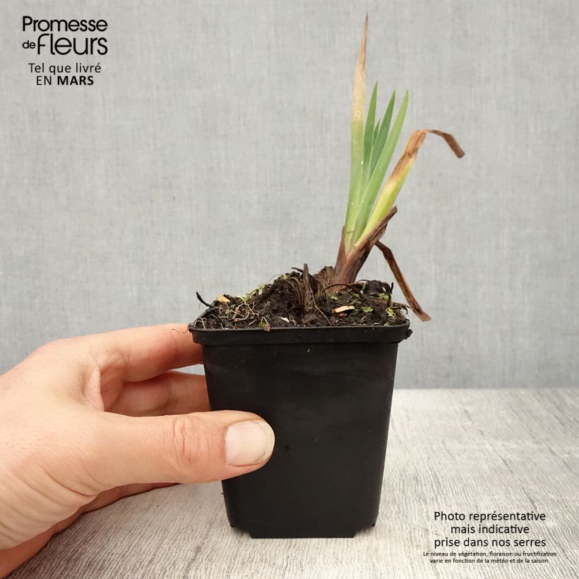 Iris pseudacorus Plena - Lirio amarillo Maceta de 8/9 cm Ejemplar entregado en la primavera