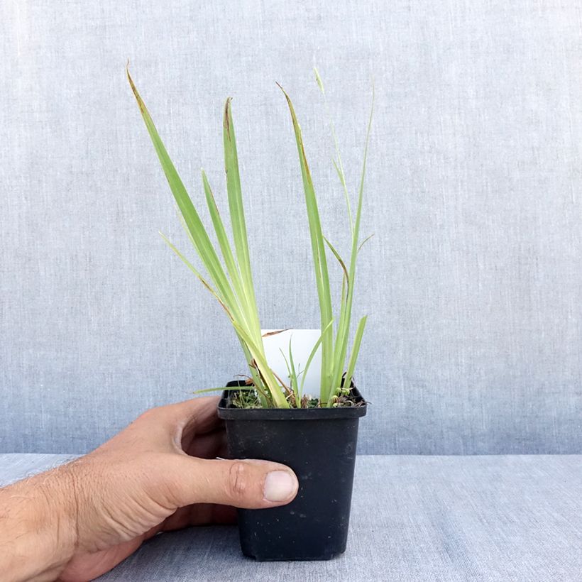 Ejemplar de Iris pseudacorus Plena - Lirio amarillo Maceta de 8/9 cm entregado en verano