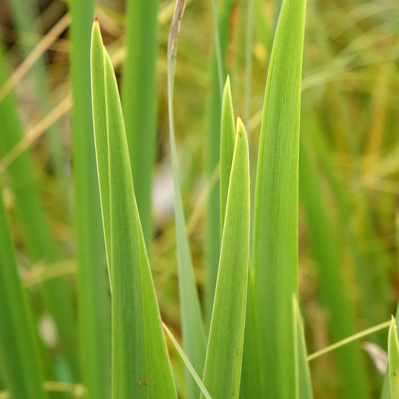 Iris pseudacorus var. bastardii - Lirio amarillo (Follaje)