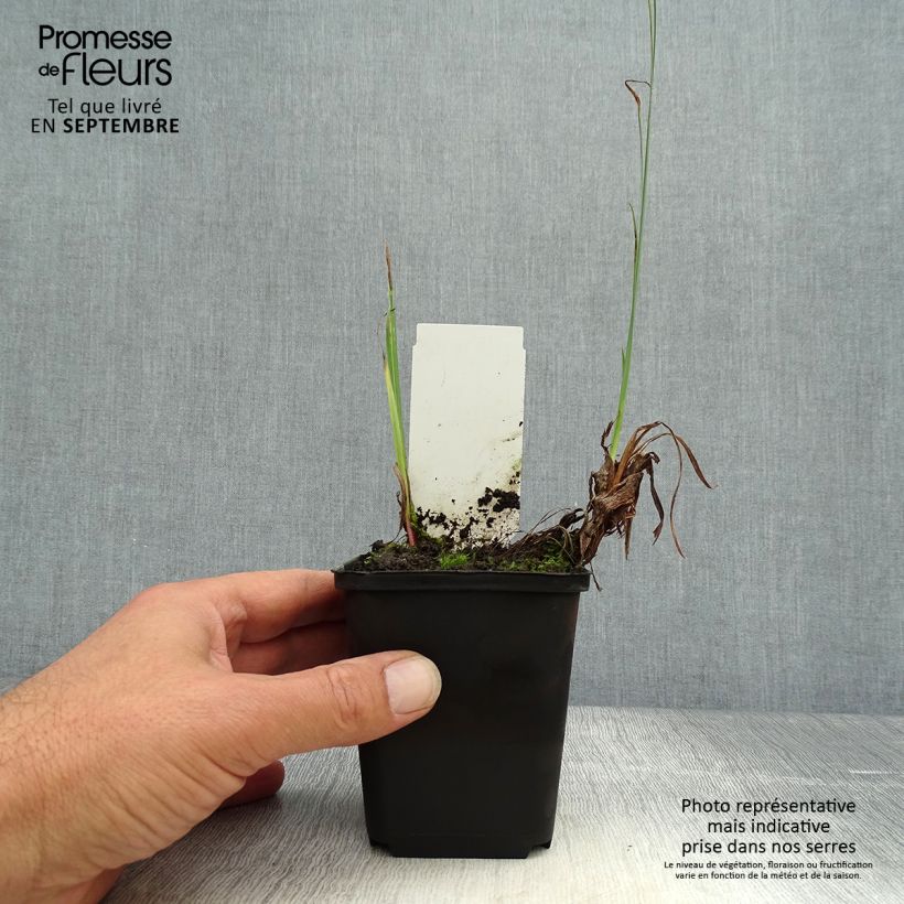 Ejemplar de Iris pseudacorus var. bastardii - Lirio amarillo Maceta de 8/9 cm entregado en otoño