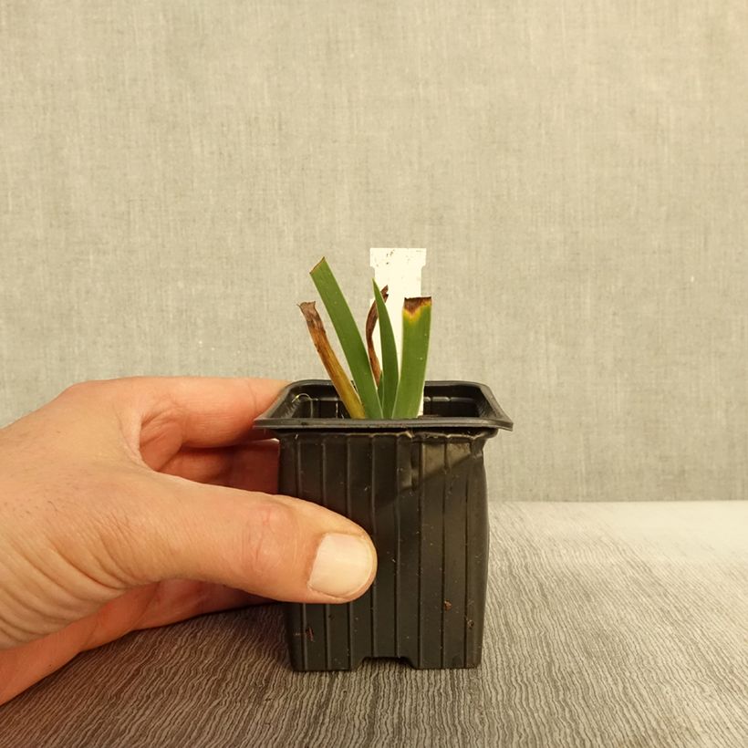 Ejemplar de Iris pigmeo ​Azurea - Iris pumila Maceta de 8/9 cm entregado en otoño
