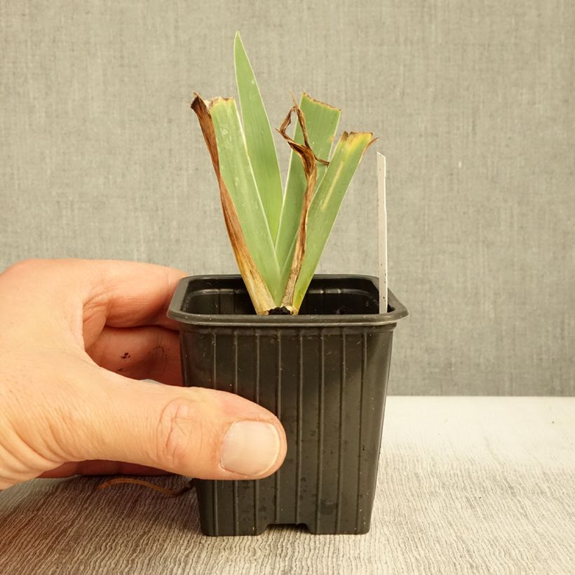 Ejemplar de Iris pigmeo​ Blue Denim - Iris pumila Maceta de 8/9 cm entregado en otoño