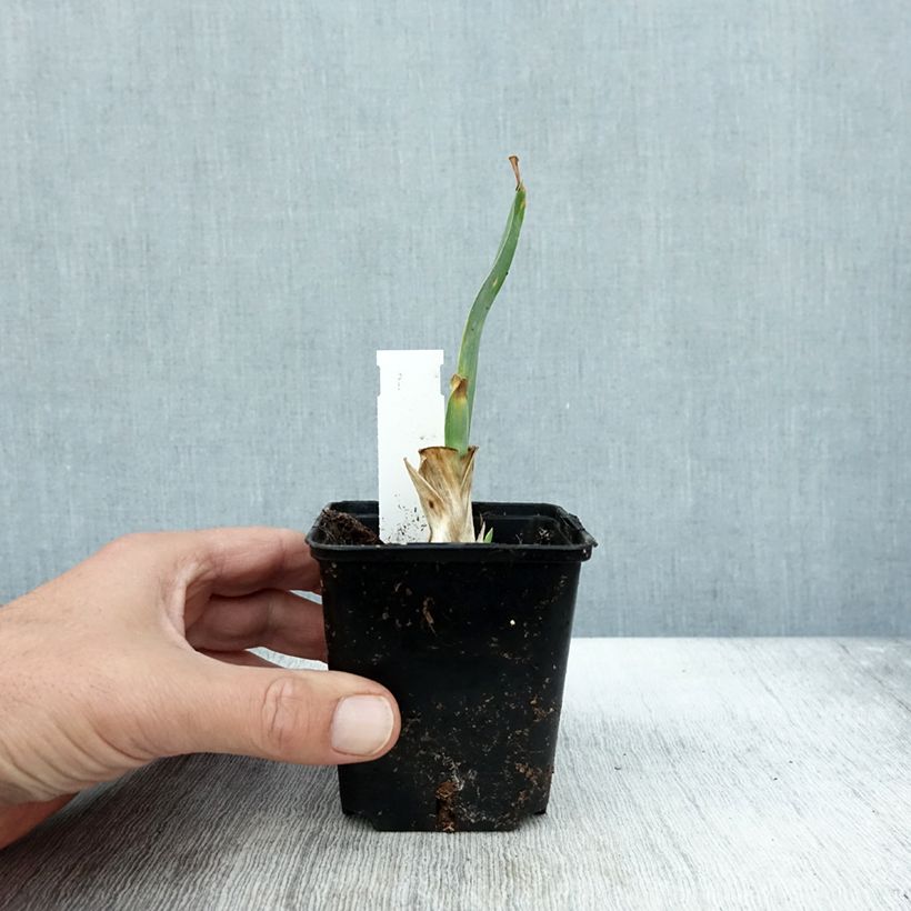 Ejemplar de Iris pigmeo​ Brannigan - Iris pumila Maceta de 8/9 cm entregado en otoño
