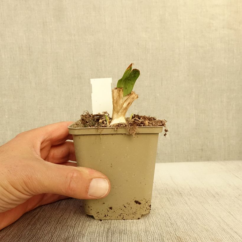 Ejemplar de Iris pigmeo​ Brassie - Iris pumila Maceta de 8/9 cm entregado en otoño