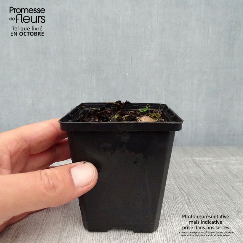 Ejemplar de Iris pigmeo​ Bright White - Iris pumila Maceta de 8/9 cm entregado en otoño