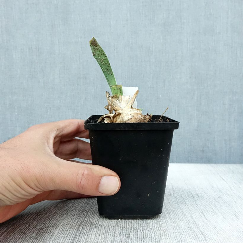 Ejemplar de Iris pigmeo​ Cherry Garden - Iris pumila Maceta de 8/9 cm entregado en otoño