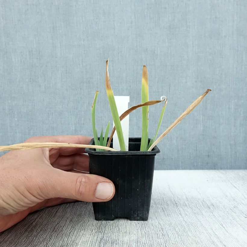 Ejemplar de Iris pigmeo​ Crispy - Iris pumila Maceta de 8/9 cm entregado en otoño