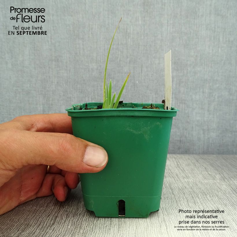 Ejemplar de Iris pigmeo​ Yellow - Iris pumila Maceta de 8/9 cm entregado en verano