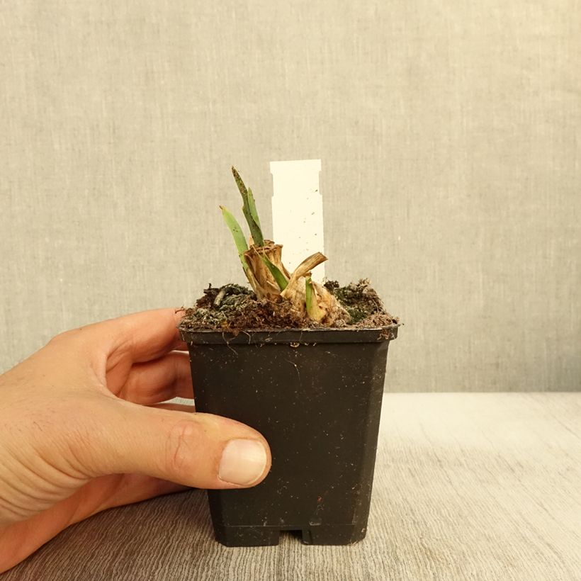 Ejemplar de Iris pigmeo​ Jewel Baby - Iris pumila Maceta de 8/9 cm entregado en otoño
