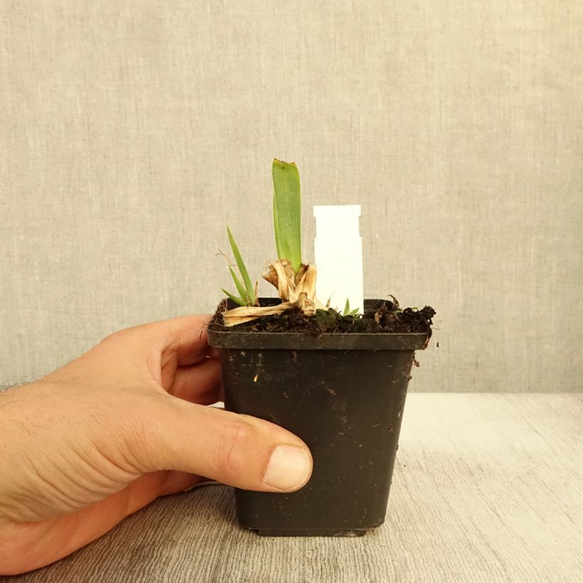 Ejemplar de Iris pigmeo​ Volts - Iris pumila Maceta de 8/9 cm entregado en otoño