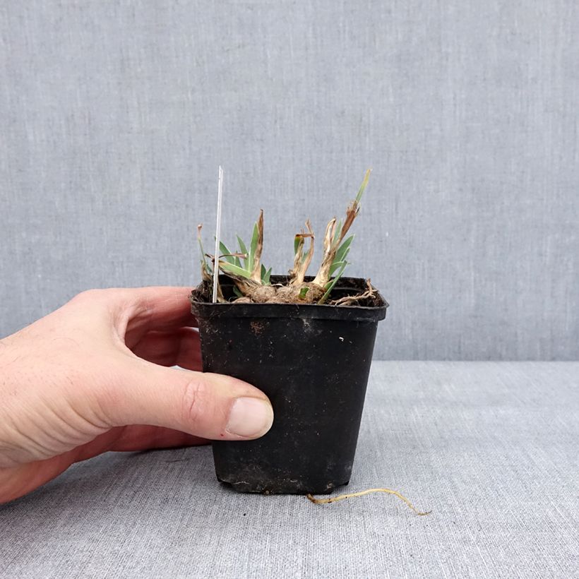 Iris pigmeo​ Wee Harry - Iris pumila Maceta de 8/9 cm Ejemplar entregado en invierno