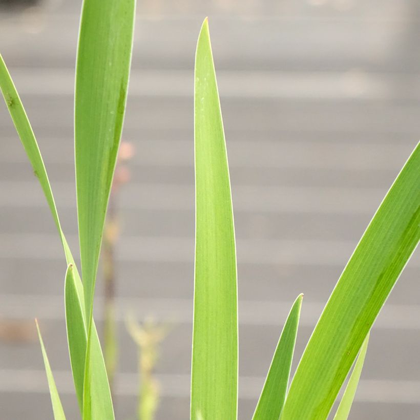 Iris robusta Dark Aura (Follaje)