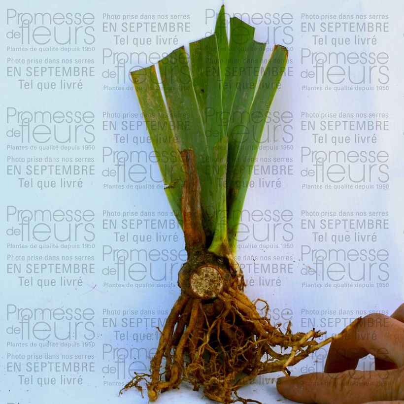 Ejemplo de ejemplar de Iris germanica Royal Intrigue Maceta de 8/9 cm tal y como se entrega
