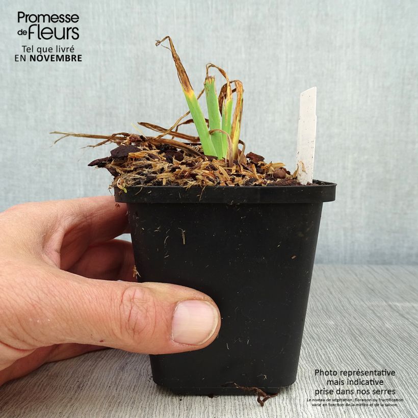 Ejemplar de Iris setosa Maceta de 8/9 cm entregado en otoño