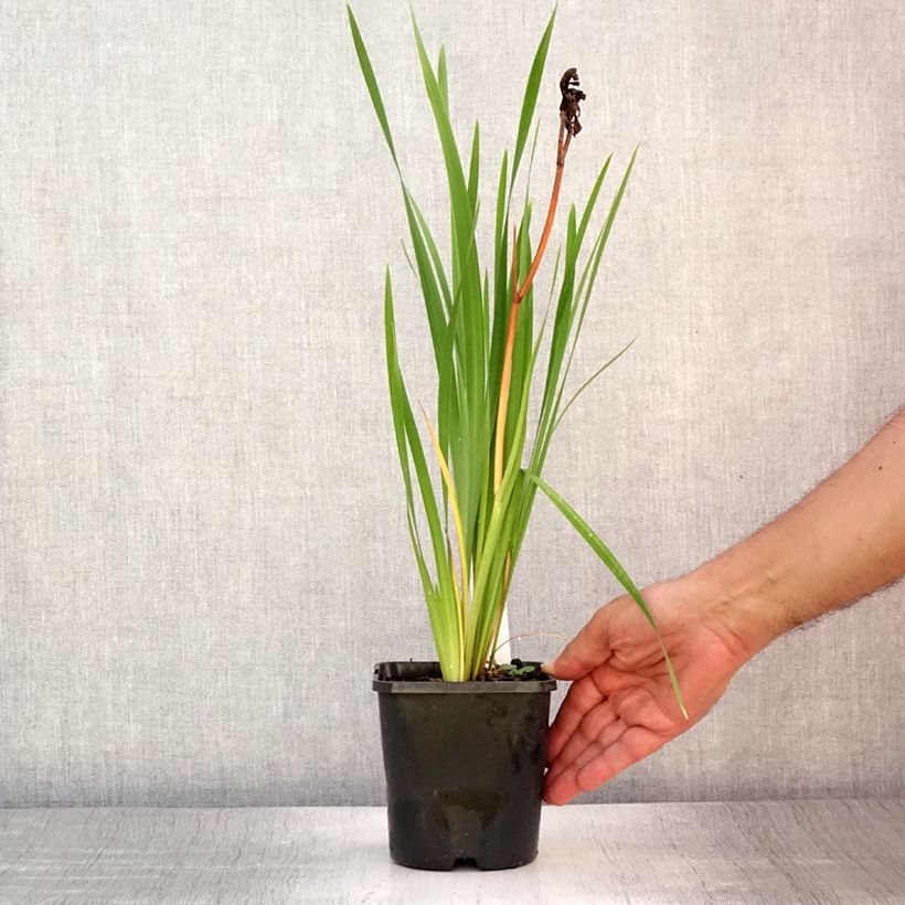 Ejemplar de Lirio de Siberia Bundle of Joy - Iris sibirica Maceta 1,5L/2L entregado en verano
