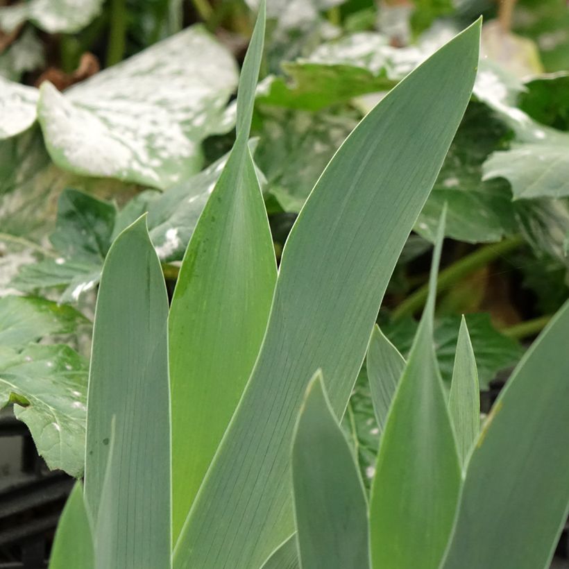Lirio de Siberia Cool Spring - Iris sibirica (Follaje)