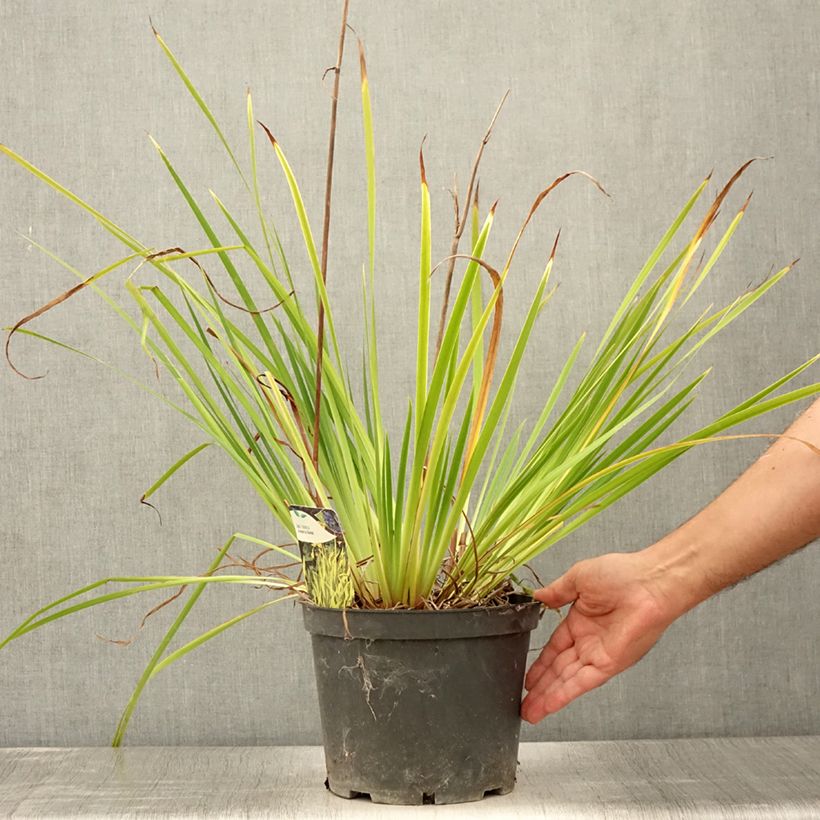 Ejemplar de Lirio de Siberia Fran's gold - Iris sibirica Maceta 2L/3L entregado en verano