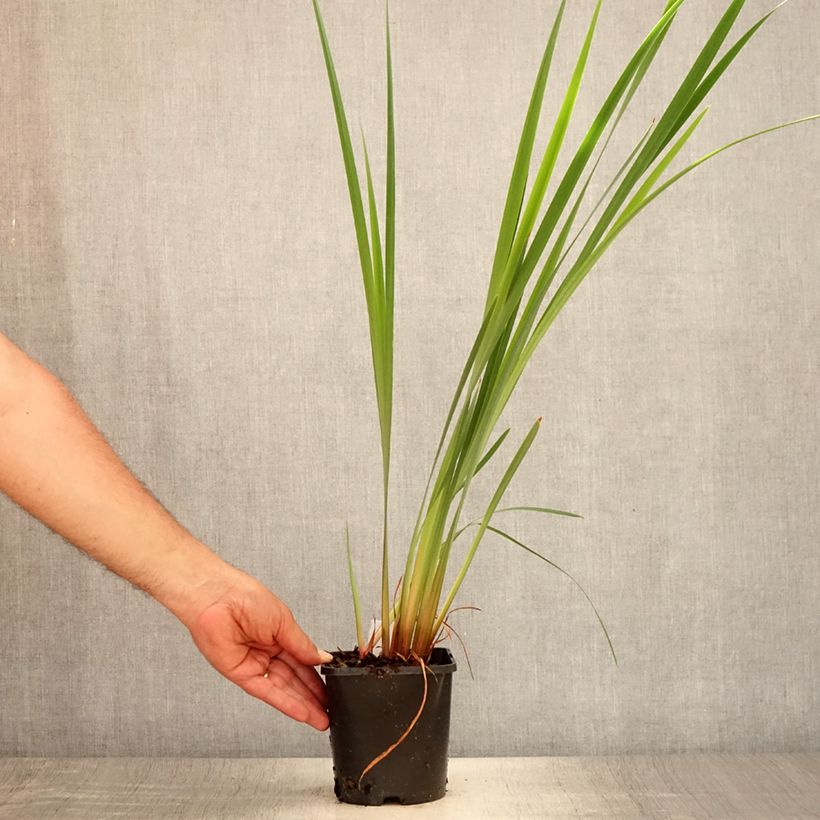 Ejemplar de Lirio de Siberia Imperial Opal - Iris sibirica Maceta 1,5L/2L entregado en verano