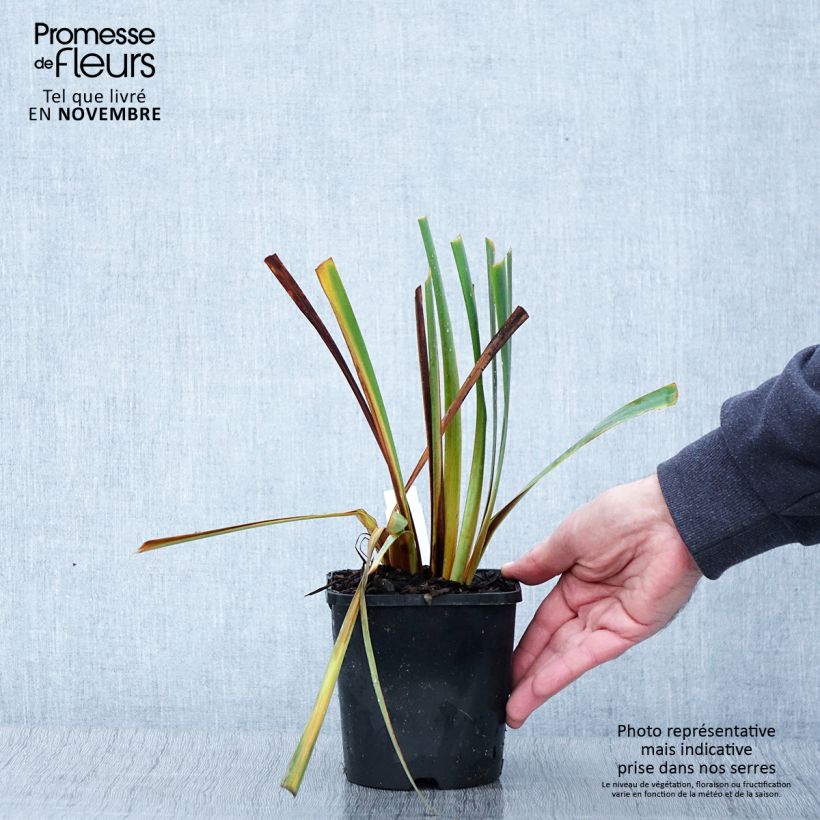 Ejemplar de Lirio de Siberia Paprikash - Iris sibirica Maceta 1,5L/2L entregado en otoño